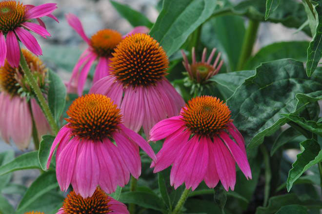 Plant Long Blooming Perennials