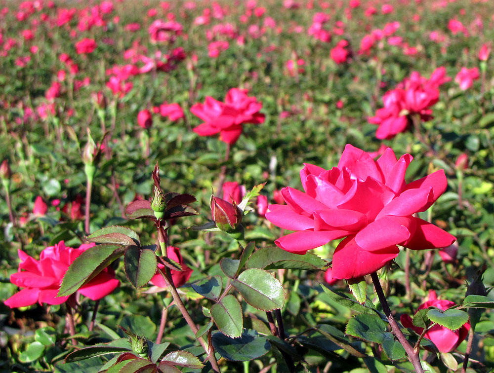 Plant Roses with Perennials