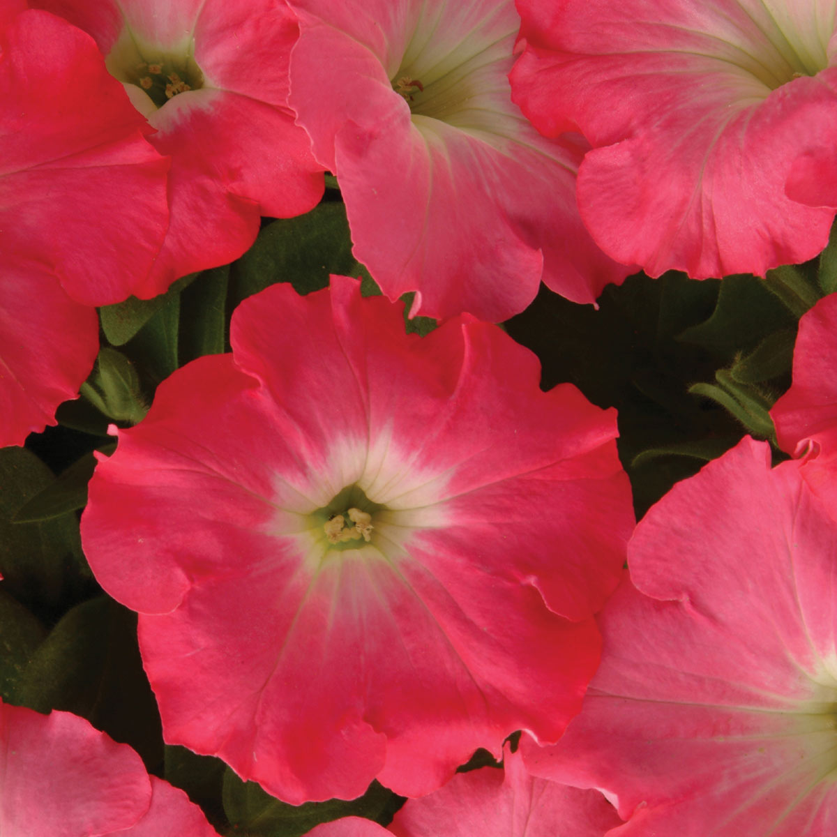 Mix Perennials with Annuals