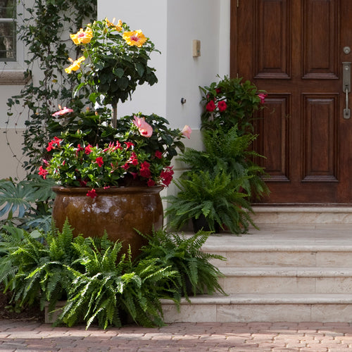 Instant Impact: Mandevilla + Hibiscus in Containers