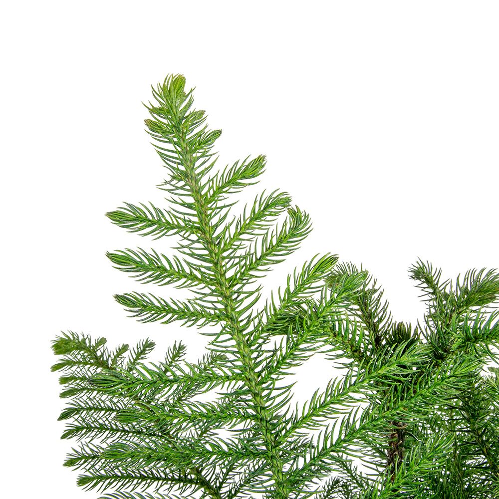 close up of the pine needles featured on the norfolk island pine and showcasing the vibrant green color of the needles 