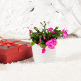 small holiday cactus with purple blooms in wave textured white pot under a christmas tree with wrapped gift next to it