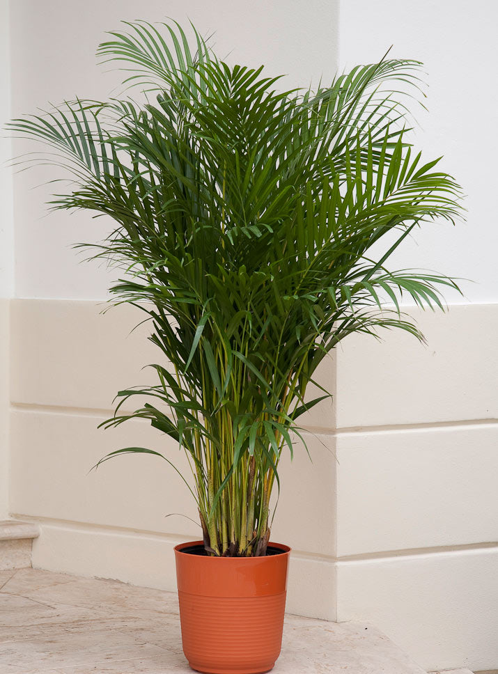 Awesome Areca