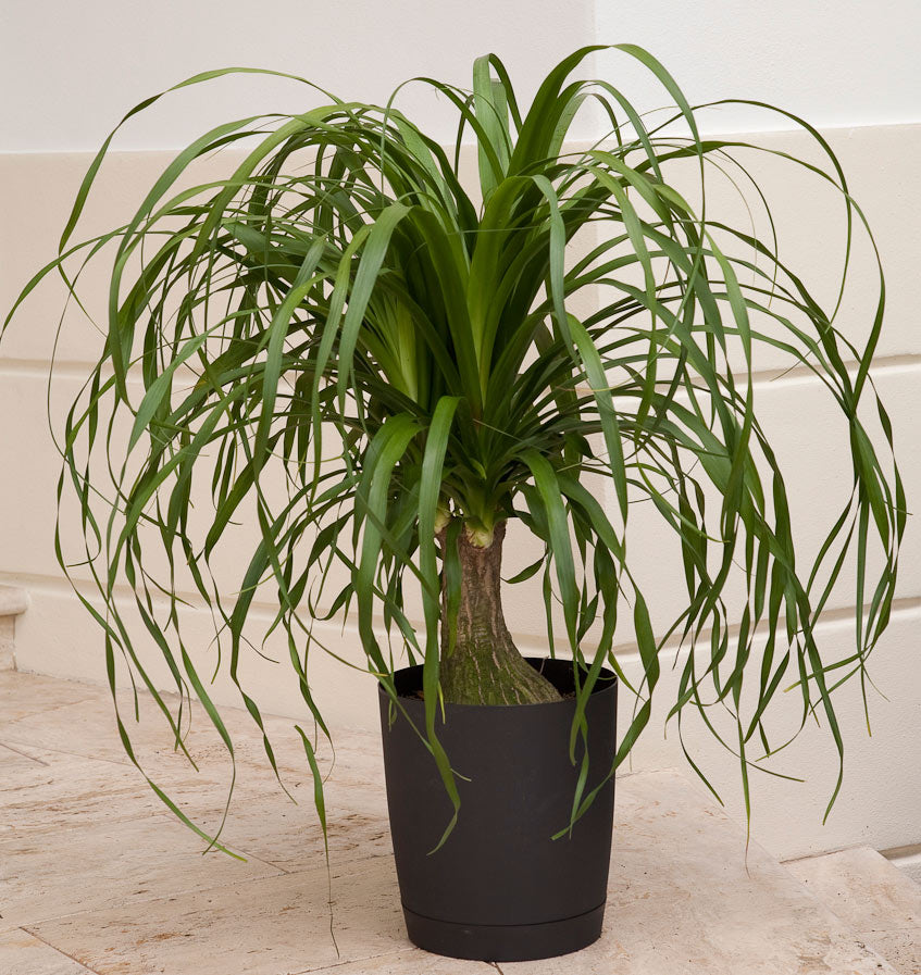 Ponytail Palm