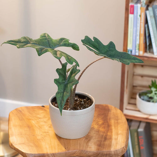 Alocasia Jacklyn