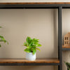 small golden pothos plant on a wood and iron shelf in someones home 