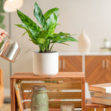 emerald beauty aglaonema plant in white mid century pot being watered by someone in their living room 