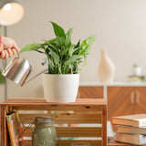 baltic blue pothos in white pot being watered by someone in a brightly lit living room