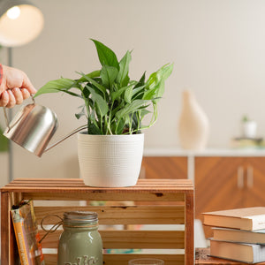 baltic blue pothos in white pot being watered by someone in a brightly lit living room