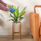 large dracaena golden heart plant in pot with stand being cleaned by someone in their living room