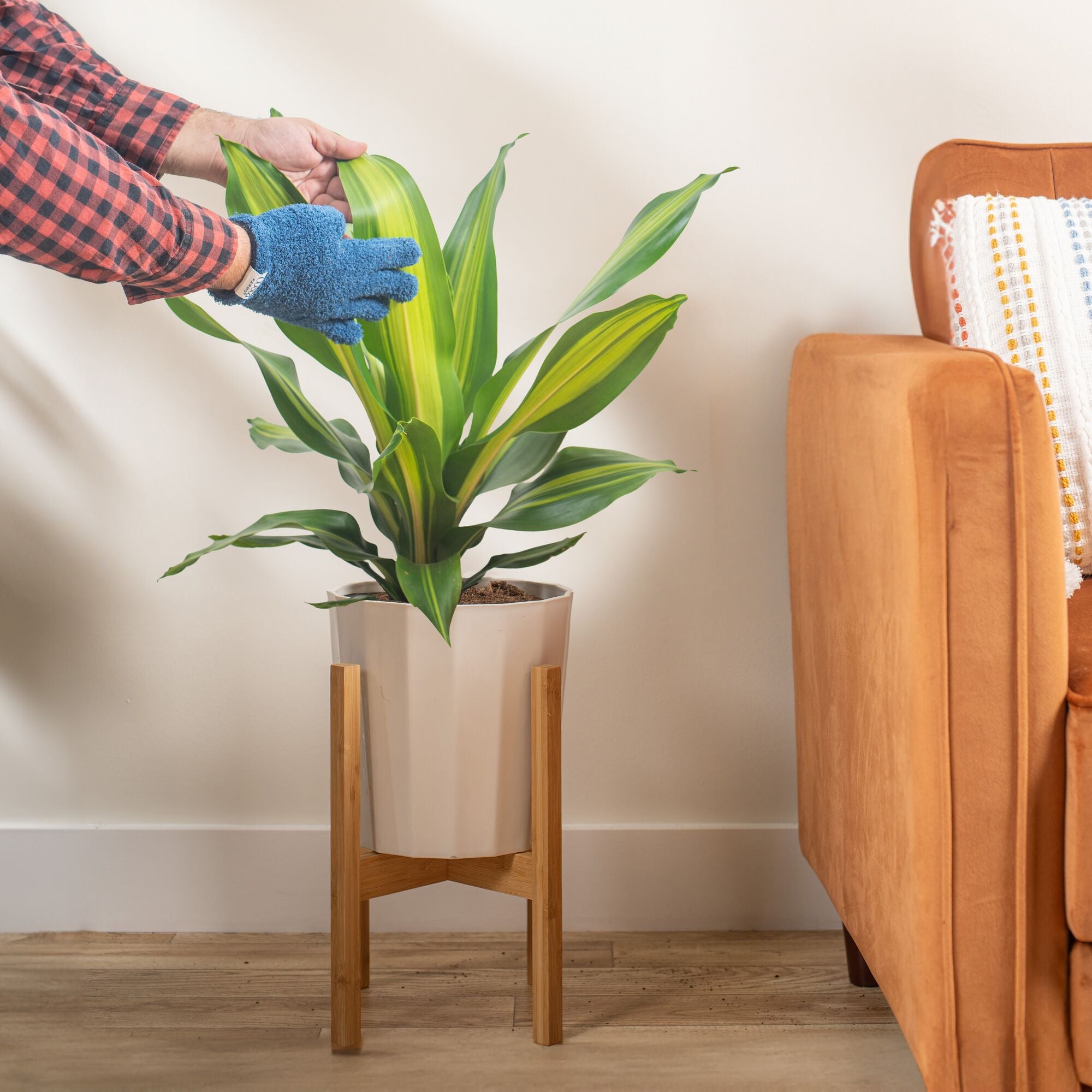 large dracaena golden heart plant in pot with stand being cleaned by someone in their living room