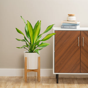 large dracaena golden heart plant in pot with wooden stand next to a cabinet in a living room the plant is taller than the cabinet