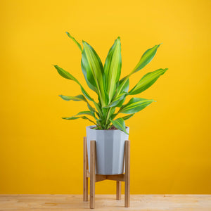 large dracaena golden heart plant in a plastic white planter that sits on a wooden stand, plant is set against a brightly colored yellow background