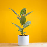 ficus ruby plant in mid century modern white pot, set against a bright yellow background