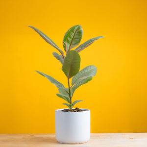 ficus ruby plant in mid century modern white pot, set against a bright yellow background