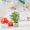 small norfolk island pine tree in a ceramic pot that features raised and painted pine trees, surrounded by wrapped holiday and christmas gifts there is a bigger christmas tree in the background 