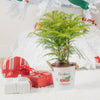 medium norfolk island pine in a metal tin pot that features a red truck carrying a christmas tree and rope handles, surrounded by wrapped holiday gifts