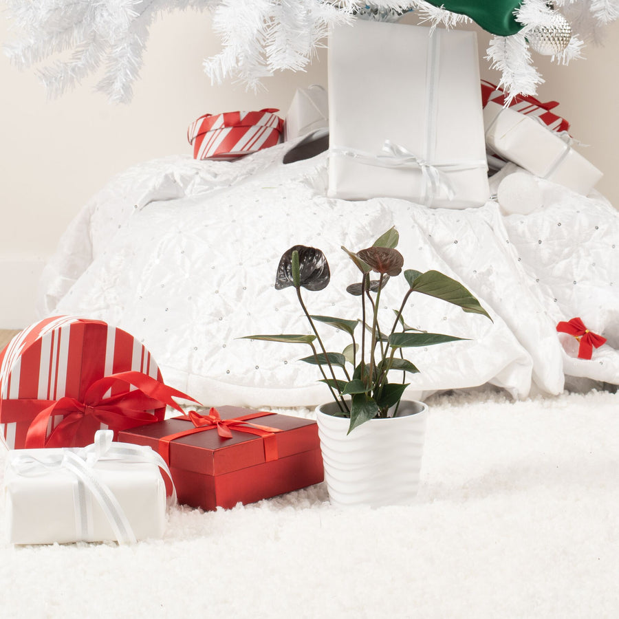 chocolate anthurium plant in wave textured white pot sitting under a white christmas tree surrounded by wrapped gifts