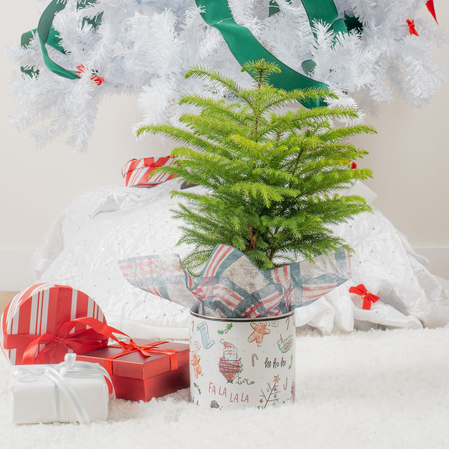 medium norfolk island pine in a ceramic festive holiday pot with plaid organza decor, surround by wrapped holiday gifts