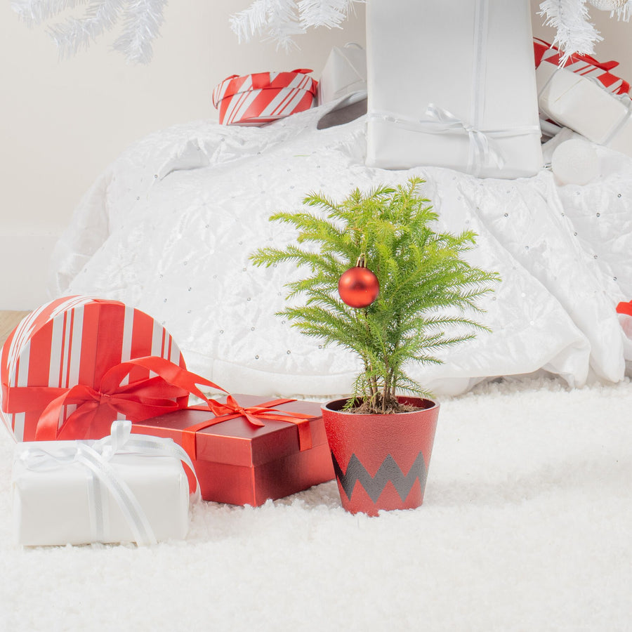 small norfolk island pine tree in a red and black chevron pot, in the style of charlie brown. the tree features one big red christmas ornament, the plant is surrounded by wrapped holiday gifts with a bigger christmas tree in the background