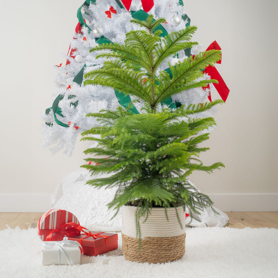 norfolk island pine christmas tree surrounded by wrapped christmas gifts