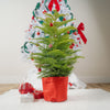 3-4 foot tall norfolk island pine in a washable red paper pot, decorated with festive red and white ornaments, on a white rug in someones home, surrounded by wrapped gifts