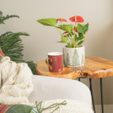 anthurium plant in ceramic festive holiday pot sitting on a side table with a holiday mug next to it, in a brightly lit living room