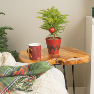 small norfolk island pine tree in a red and black chevron pot, in the style of charlie brown. the tree features one big red christmas ornament. the plant is sitting on a wooden side table next to a holiday mug in a brightly lit living room 