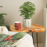 small norfolk island pine tree in a ceramic pot that features raised and painted pine trees, on a wooden table in a brightly lit living room