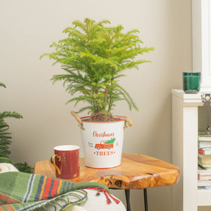 medium norfolk island pine in a metal tin pot that features a red truck carrying a christmas tree and rope handles, on top of a wooden table in a brightly lit living room