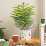 medium norfolk island pine in a ceramic festive holiday pot with plaid organza decor, on a wooden side table in a brightly lit living room