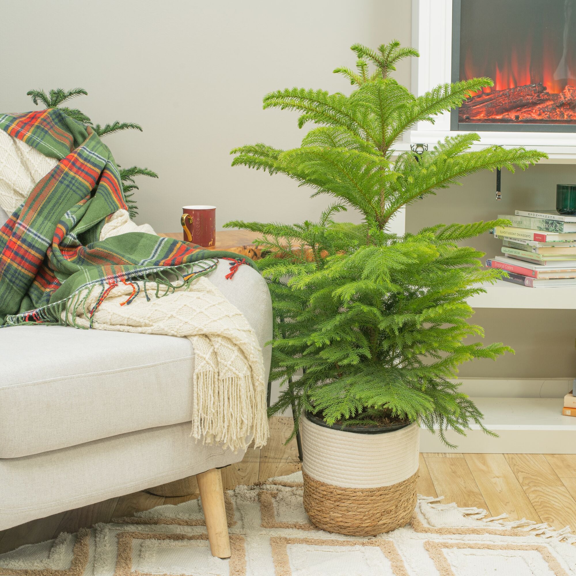 large norfolk island pine christmas tree in a woven basket placed next to a cozy armchair by a fireplace