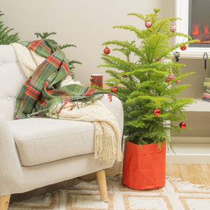 3-4 foot tall norfolk island pine in a washable red paper pot, decorated with festive red and white ornaments, in a brightly lit living room that cozy and warm with a fireplace