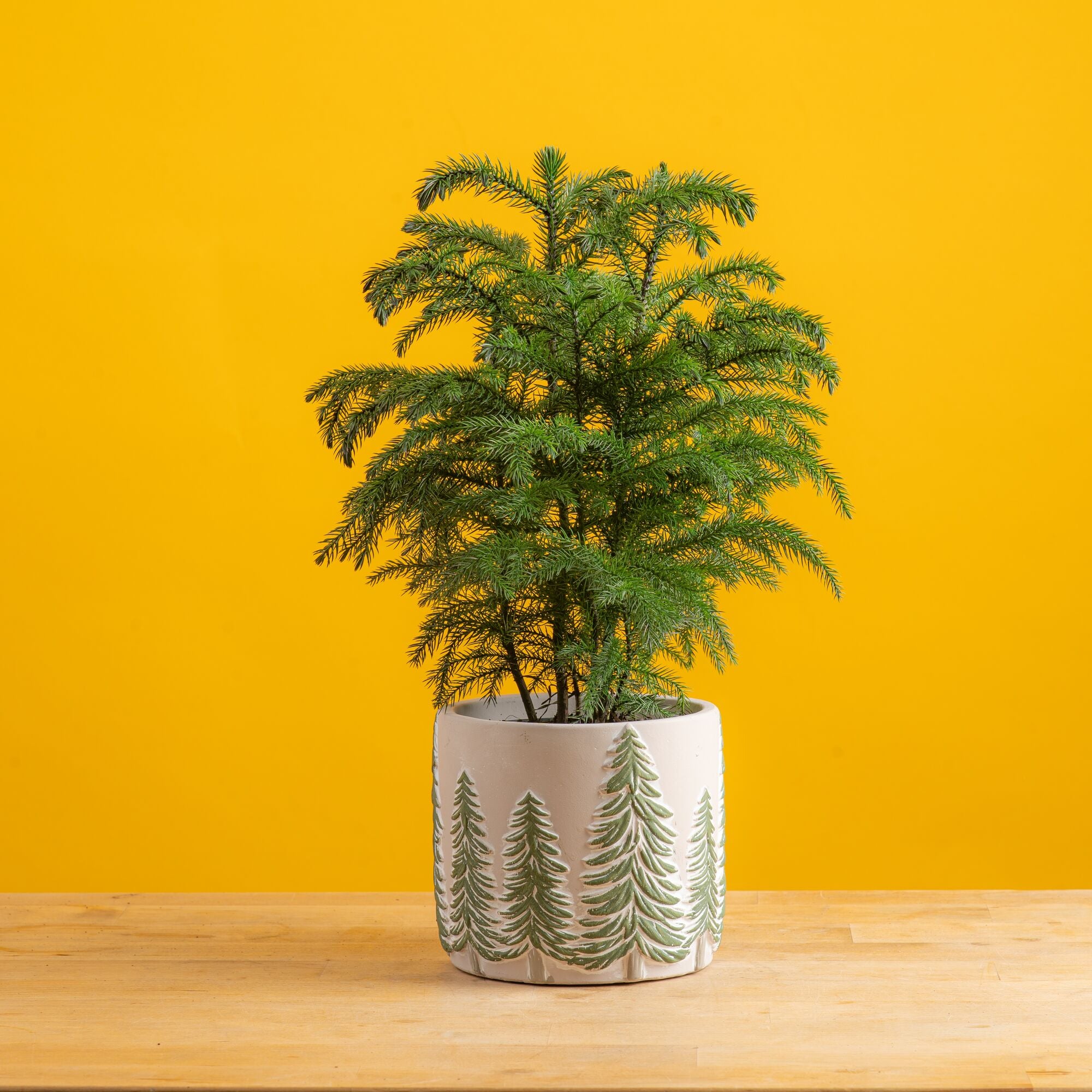 small norfolk island pine tree in a ceramic pot that features raised and painted pine trees, the plant is set against a bright yellow background