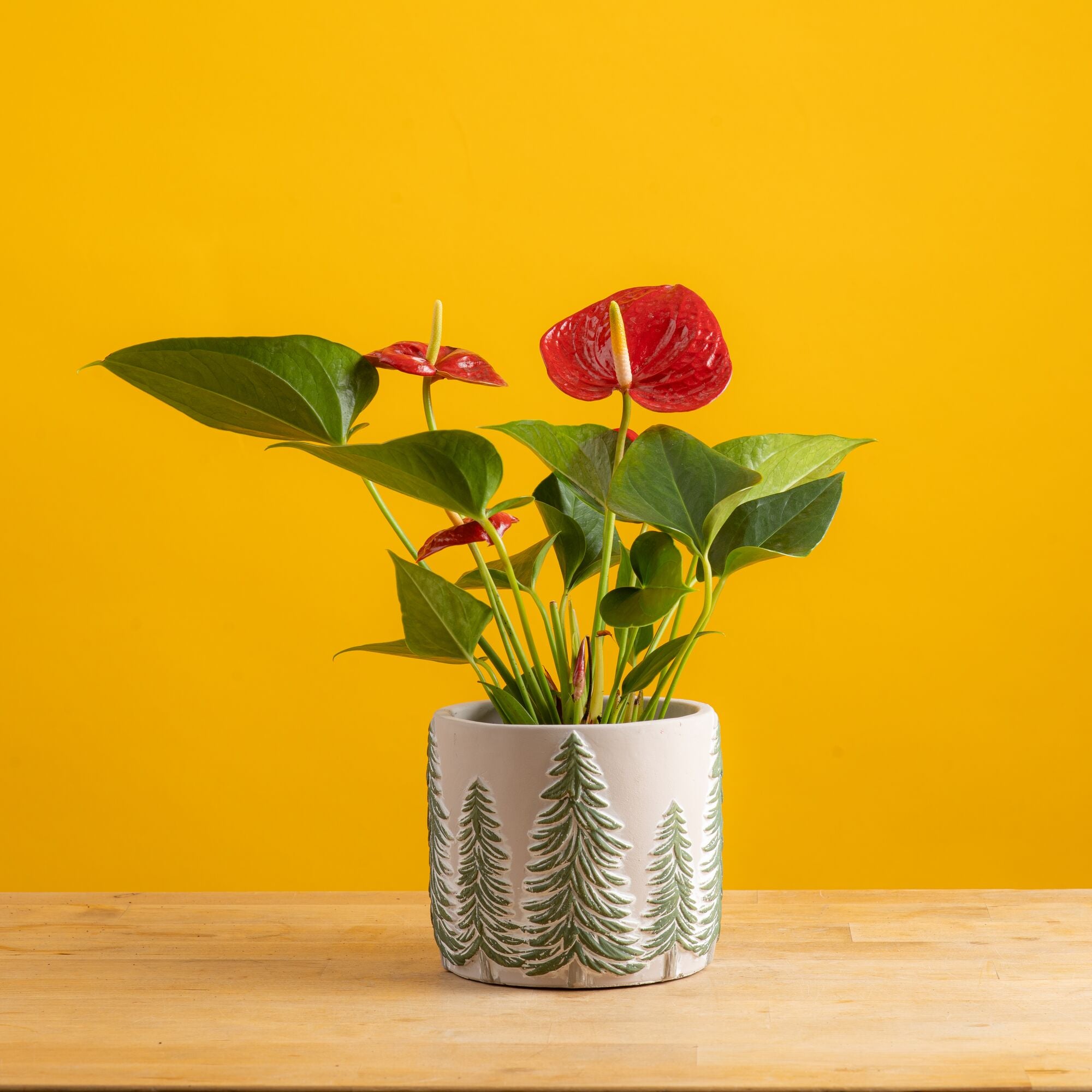 small anthurium plant in festive white ceramic pot with painted green pine trees on it, plant it set against a bright yellow background