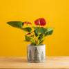 small anthurium plant in festive white ceramic pot with painted green pine trees on it, plant it set against a bright yellow background