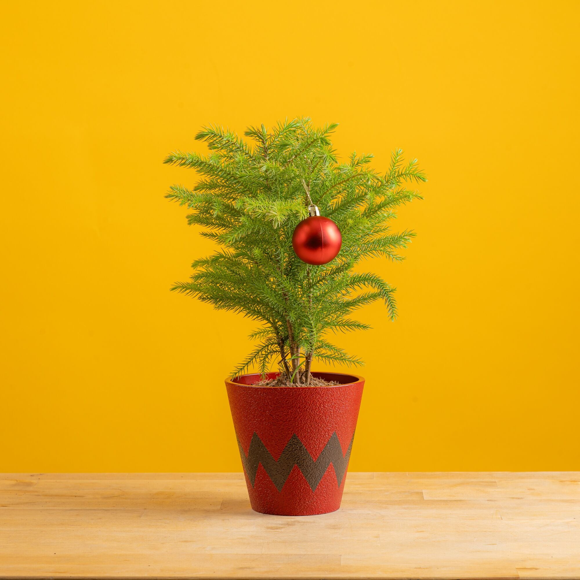 small norfolk island pine tree in a red and black chevron pot, in the style of charlie brown. the tree features one big red christmas ornament and is set against a bright yellow background 