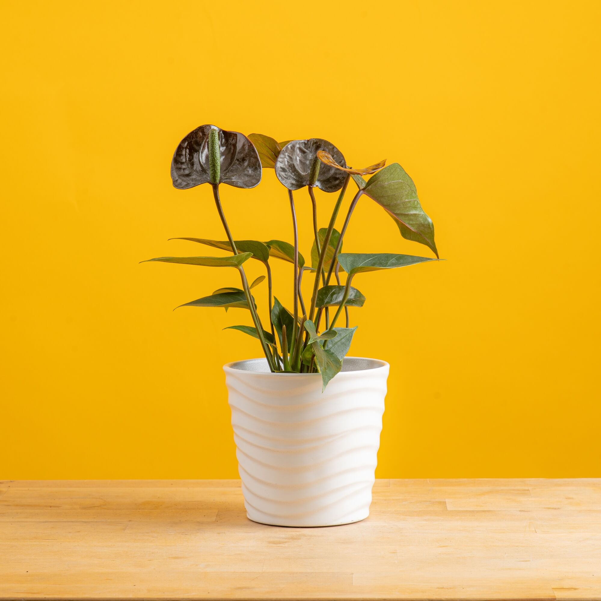 chocolate anthurium plant in wave textured white pot set against a bright yellow background