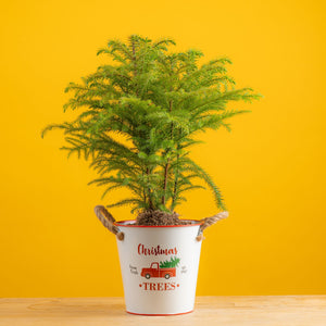 medium norfolk island pine in a metal tin pot that features a red truck carrying a christmas tree and rope handles, the plant is set against a bright yellow background