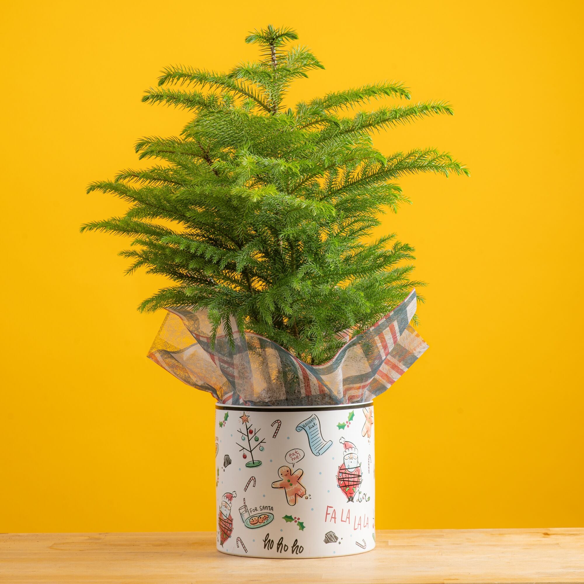 medium norfolk island pine in a ceramic festive holiday pot with plaid organza decor, plant is set against a bright yellow background