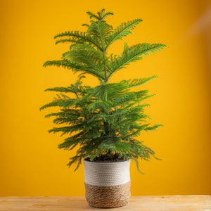 large norfolk island pine christmas tree in a woven basket, set against a bright yellow background