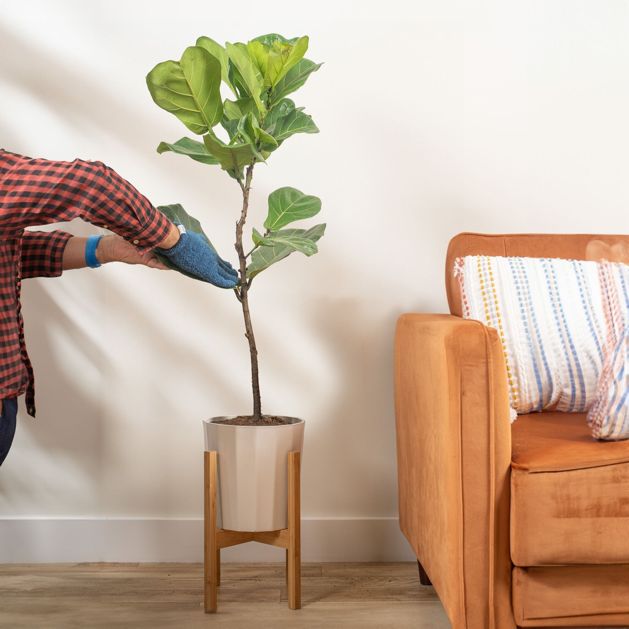 large ficus lyrata standard in someones home, the leaves are being cleaned by someone