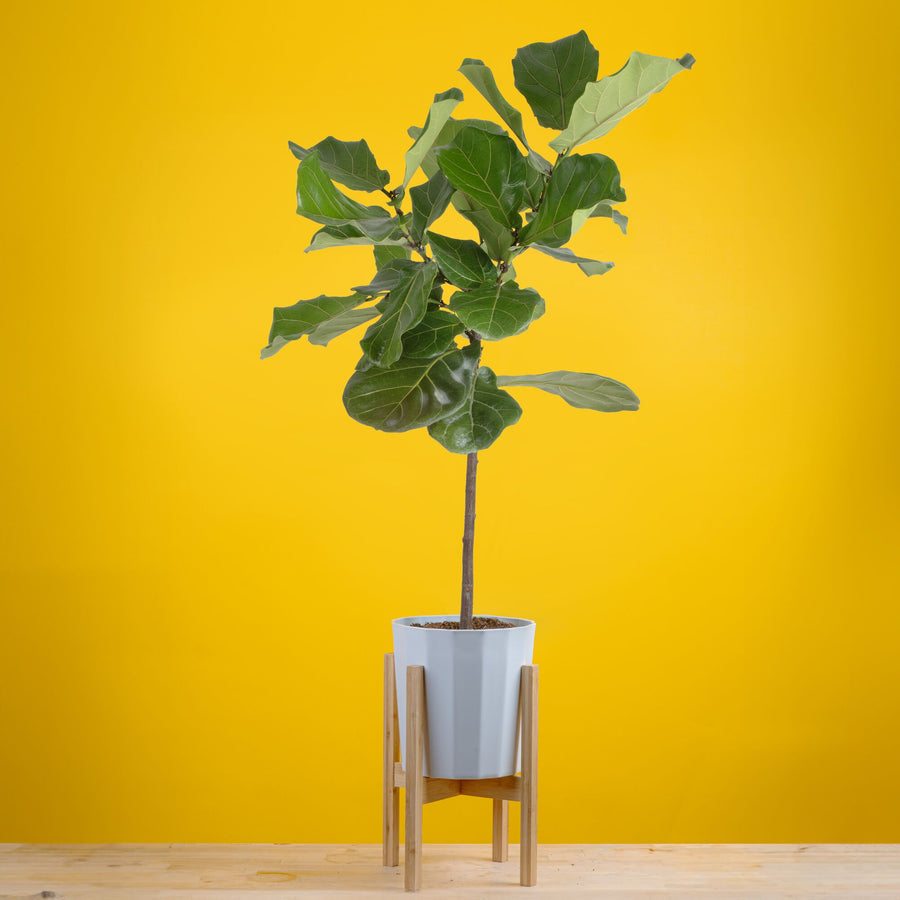 large ficus lyrata standard in white and modern planter, the planter is on a wooden stand and its set against a bright yellow background