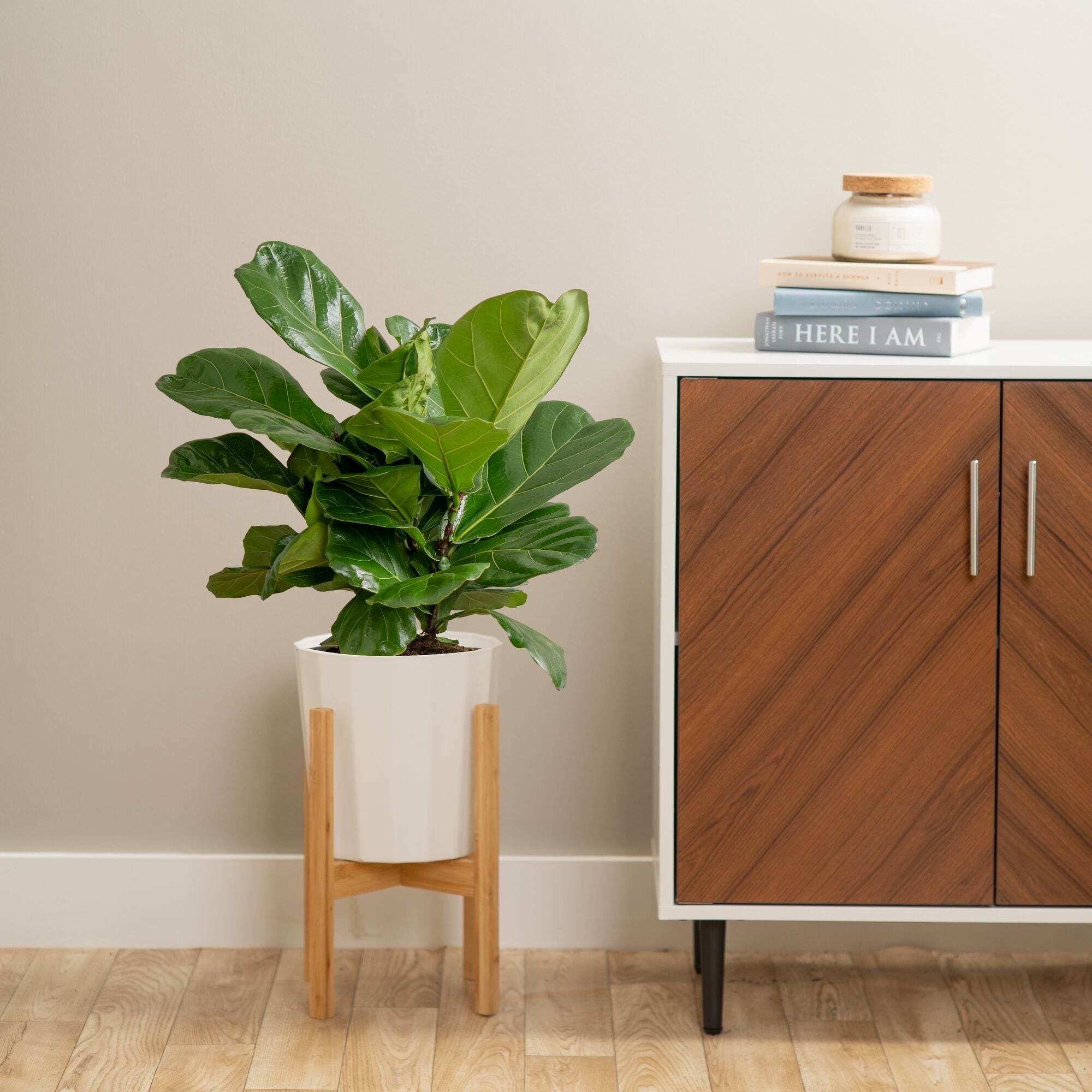 large ficus lyrata bush plant in white modern planter, the planter is on a wooden plant stand and is featured in someones home