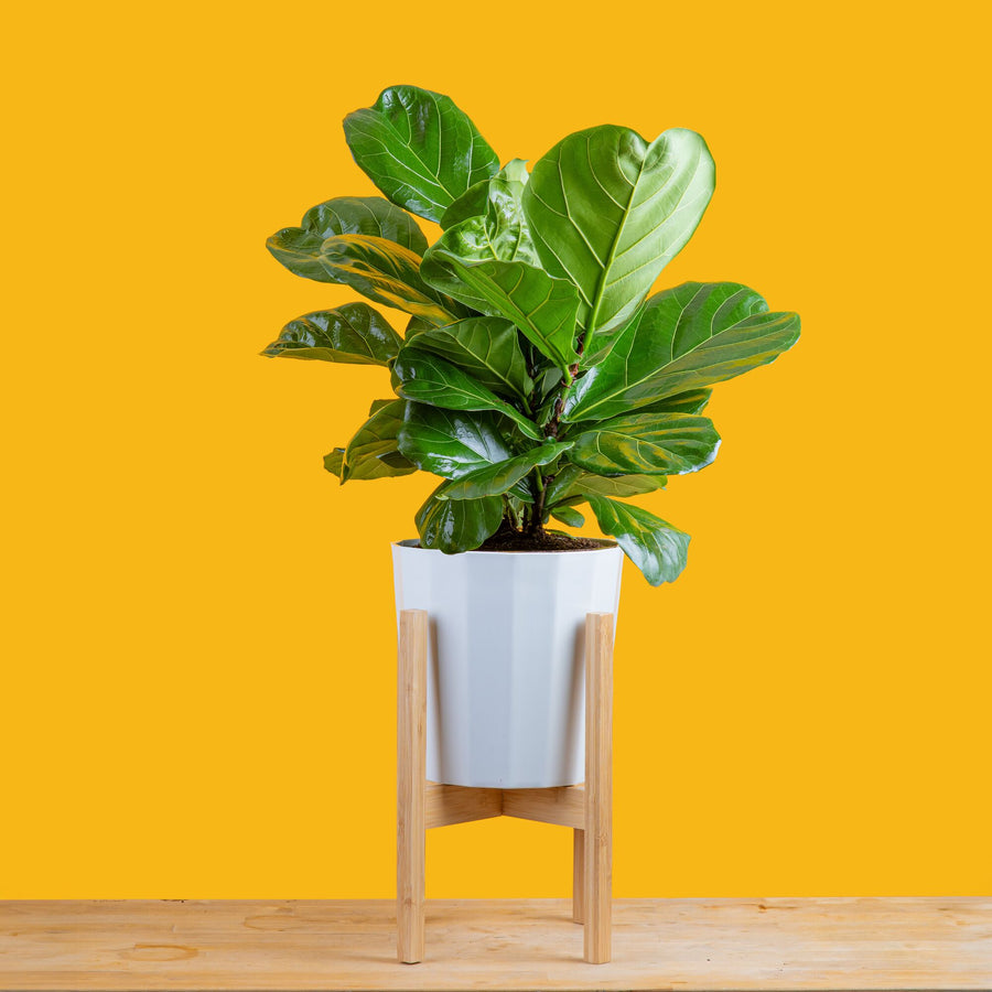 tall ficus lyrata bush plant in a modern white planter, the planter is in a wooden plant stand. plant is set against a bright yellow background