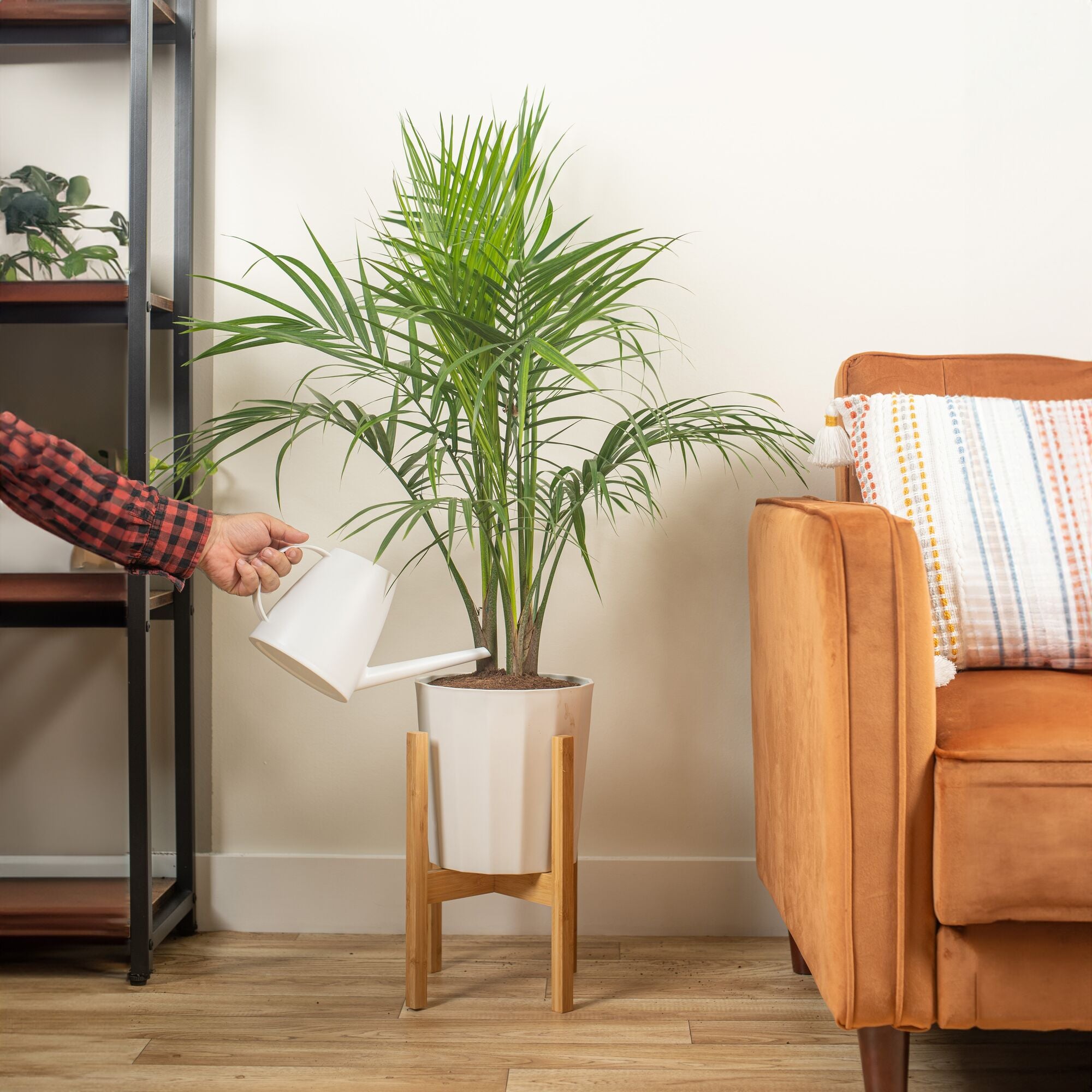 majesty palm plant in a white pot and wooden plant stand being watered by someone in their brightly lit living room, the plant is next to a couch 