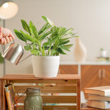 monstera cobra plant in textured white pot being watered by someone in their brightly lit living room 