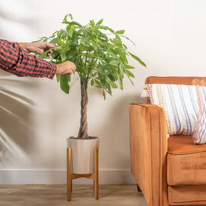 braided pachira money tree in white pot and wooden plant stand being cared for by someone in the brightly lit living room 