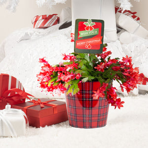 holiday cactus in festive red plaid tin with tag reading "wish you a merry christmas", sitting under a christmas tree surrounded by wrapped gifts 