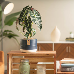 a brightly lit and modern living room with a shelf holding a navy blue potted alocsia polly. there are books and a candle next to the plant